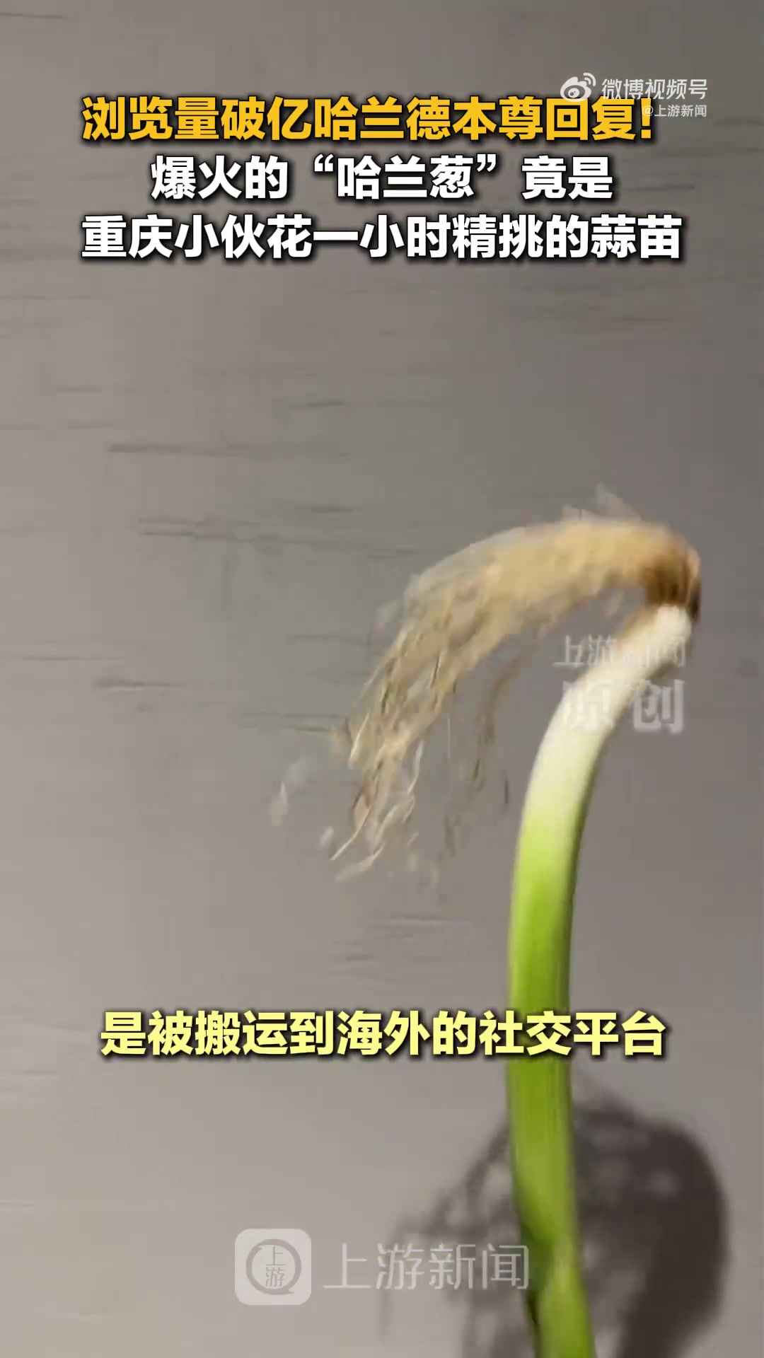 重庆小伙用蒜苗Cos哈兰德走红 视频被搬运维权